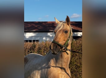 PRE, Stute, 7 Jahre, 154 cm, Palomino
