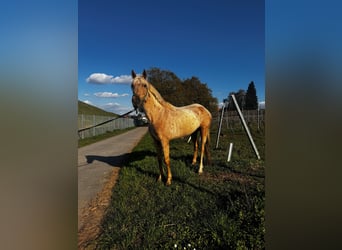 PRE, Stute, 7 Jahre, 154 cm, Palomino