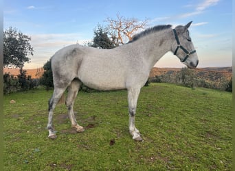 PRE Mix, Stute, 7 Jahre, 154 cm, Schimmel