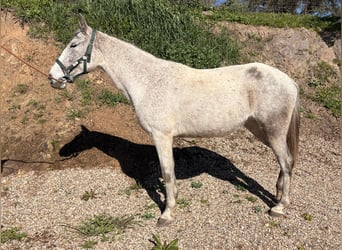 PRE, Stute, 7 Jahre, 154 cm, Schimmel