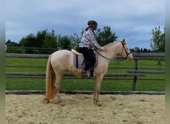 PRE, Stute, 7 Jahre, 155 cm, Perlino