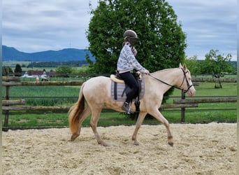 PRE, Stute, 7 Jahre, 155 cm, Perlino