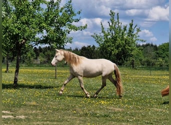 PRE, Stute, 7 Jahre, 155 cm, Perlino
