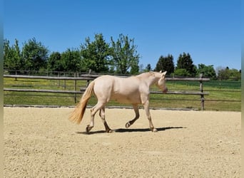 PRE, Stute, 7 Jahre, 155 cm, Perlino