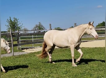 PRE, Stute, 7 Jahre, 155 cm, Perlino