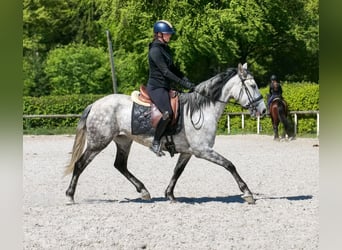 PRE Mix, Stute, 7 Jahre, 155 cm, Schimmel