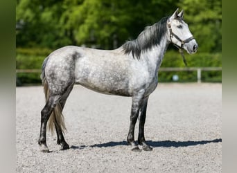 PRE Mix, Stute, 7 Jahre, 155 cm, Schimmel