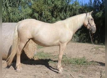 PRE, Stute, 7 Jahre, 157 cm, Palomino