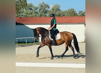 PRE Mix, Stute, 7 Jahre, 159 cm, Buckskin