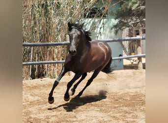 PRE, Stute, 7 Jahre, 159 cm, Rappe