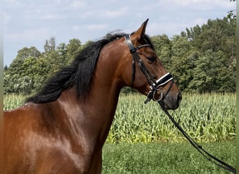 PRE, Stute, 7 Jahre, 160 cm, Brauner