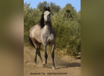 PRE Mix, Stute, 7 Jahre, 160 cm, Schimmel