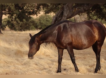 PRE Mix, Stute, 7 Jahre, 161 cm, Dunkelbrauner