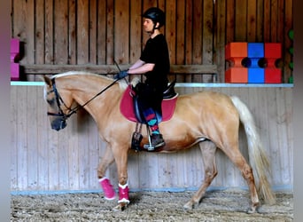 PRE Mix, Stute, 7 Jahre, 162 cm, Perlino