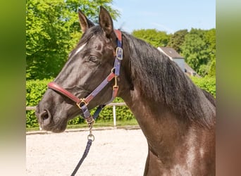 PRE Mix, Stute, 7 Jahre, 162 cm, Rappe