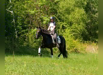 PRE Mix, Stute, 7 Jahre, 162 cm, Rappe