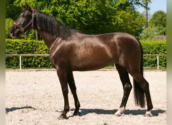 PRE Mix, Stute, 7 Jahre, 162 cm, Rappe