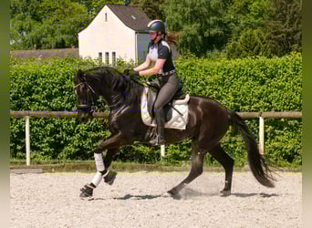 PRE Mix, Stute, 7 Jahre, 162 cm, Rappe