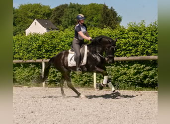 PRE Mix, Stute, 7 Jahre, 162 cm, Rappe