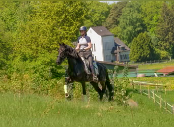 PRE Mix, Stute, 7 Jahre, 162 cm, Rappe