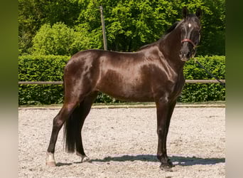 PRE Mix, Stute, 7 Jahre, 162 cm, Rappe