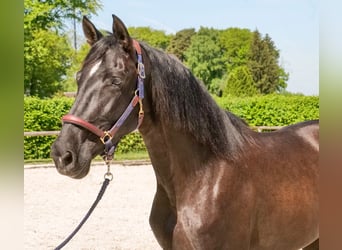 PRE Mix, Stute, 7 Jahre, 162 cm, Rappe