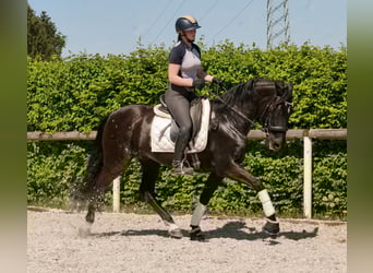 PRE Mix, Stute, 7 Jahre, 162 cm, Rappe
