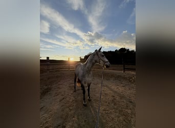 PRE Mix, Stute, 7 Jahre, 162 cm, Schimmel