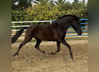 PRE Mix, Stute, 7 Jahre, 163 cm, Rappe