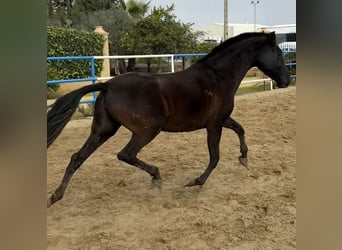 PRE Mix, Stute, 7 Jahre, 163 cm, Rappe