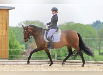 PRE Mix, Stute, 7 Jahre, 164 cm, Brauner