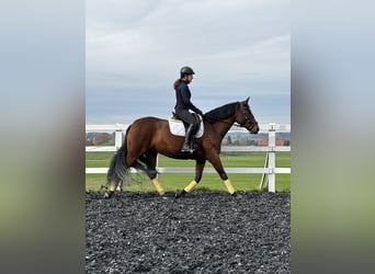 PRE, Stute, 7 Jahre, 164 cm, Brauner