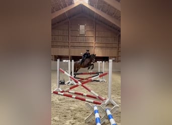 PRE Mix, Stute, 7 Jahre, 164 cm, Brauner