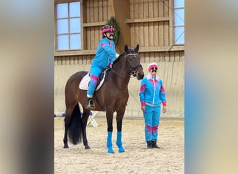 PRE Mix, Stute, 7 Jahre, 164 cm, Brauner