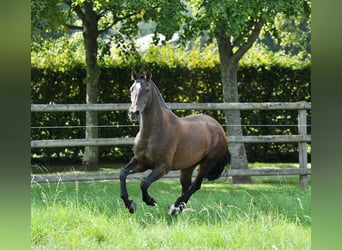 PRE, Stute, 7 Jahre, 165 cm, Brauner
