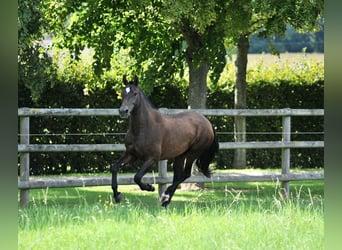 PRE, Stute, 7 Jahre, 165 cm, Brauner