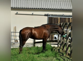PRE, Stute, 7 Jahre, 165 cm, Brauner