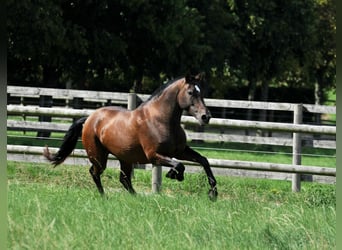 PRE, Stute, 7 Jahre, 165 cm, Brauner