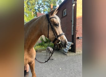 PRE Mix, Stute, 7 Jahre, 165 cm, Palomino