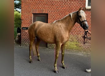 PRE Mix, Stute, 7 Jahre, 165 cm, Palomino