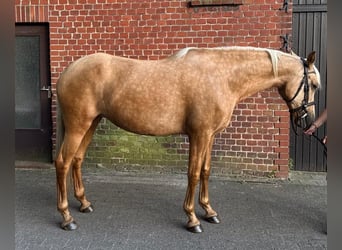PRE Mix, Stute, 7 Jahre, 165 cm, Palomino