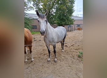 PRE Mix, Stute, 7 Jahre, 165 cm, Schimmel