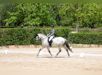 PRE, Stute, 7 Jahre, 166 cm, Schimmel