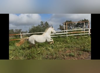 PRE, Stute, 7 Jahre, 166 cm, Schimmel