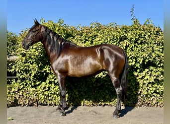 PRE Mix, Stute, 7 Jahre, 167 cm, Rappe