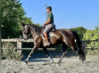 PRE Mix, Stute, 7 Jahre, 167 cm, Rappe