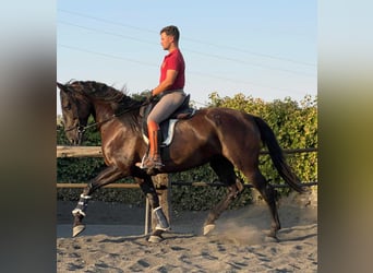 PRE Mix, Stute, 7 Jahre, 167 cm, Rappe