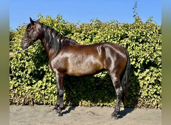 PRE Mix, Stute, 7 Jahre, 167 cm, Rappe