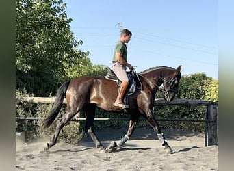 PRE Mix, Stute, 7 Jahre, 167 cm, Rappe