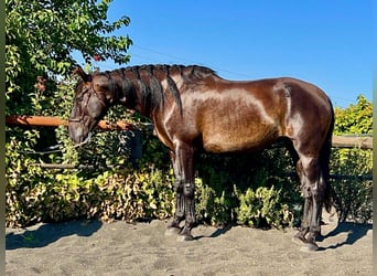 PRE Mix, Stute, 7 Jahre, 167 cm, Rappe